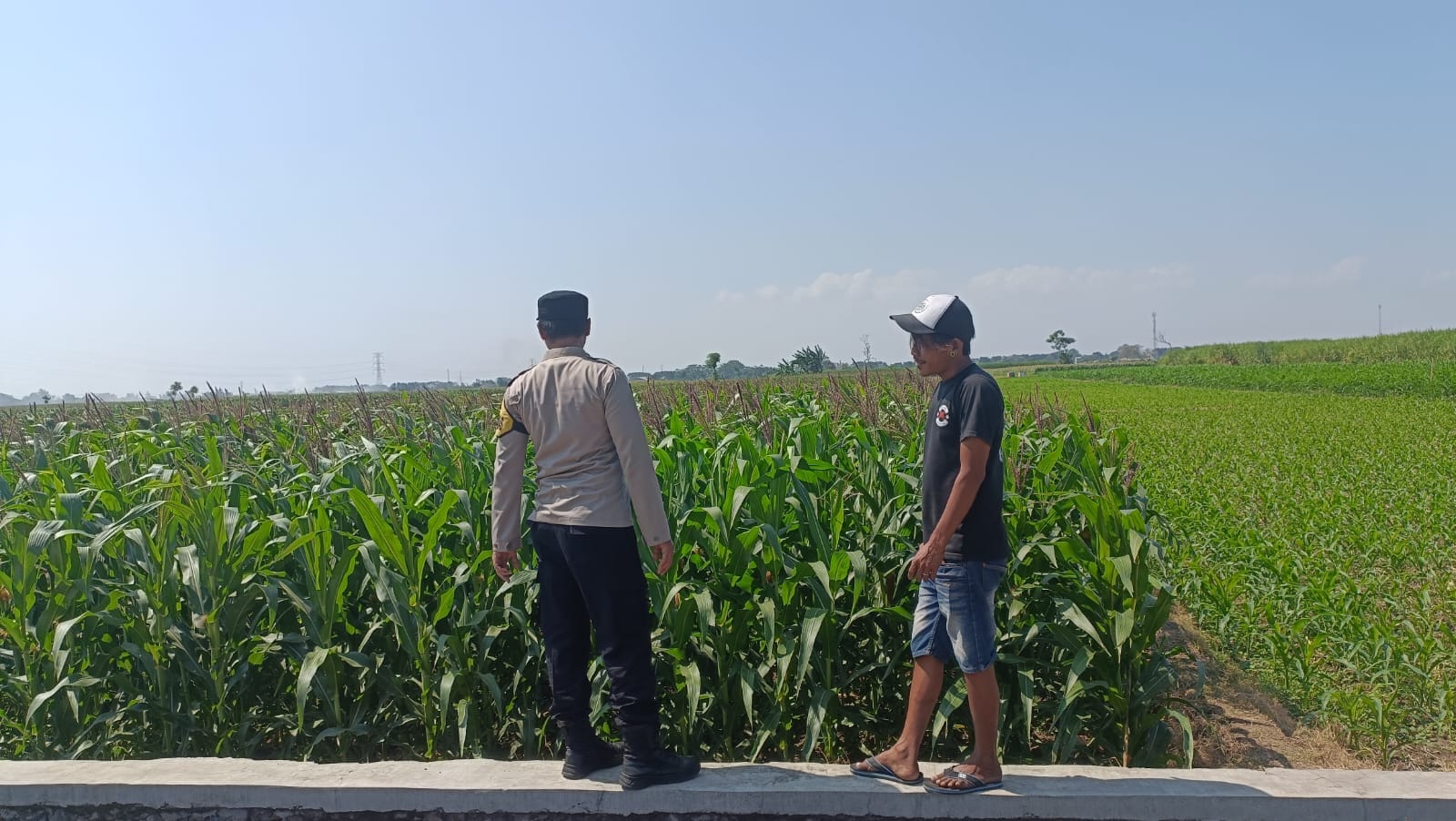 Pantau Lahan Jagung Warga, Polisi Ajak Petani Wujudkan Ketahanan Pangan Nasional