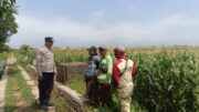 Polsek Kademangan Kawal Ketahanan Pangan, Petani Jagung Diberi Pendampingan dan Motivasi