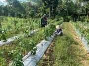 Babinsa Aktif Dampingi Petani Cabe, Wujud Nyata Kepedulian TNI terhadap Ketahanan Pangan