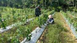 Babinsa Aktif Dampingi Petani Cabe, Wujud Nyata Kepedulian TNI terhadap Ketahanan Pangan