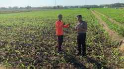 Bhabinkamtibmas Kademangan Dorong Petani Aktif Laporkan Kendala dan Gangguan Keamanan