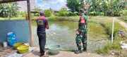 Koramil Banua Lawas Perkuat Ketahanan Pangan Lewat Pendampingan Pembudidaya Ikan Patin