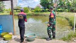 Koramil Banua Lawas Perkuat Ketahanan Pangan Lewat Pendampingan Pembudidaya Ikan Patin
