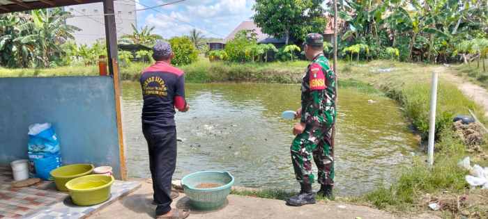 Koramil Banua Lawas Perkuat Ketahanan Pangan Lewat Pendampingan Pembudidaya Ikan Patin Koramil Banua Lawas Perkuat Ketahanan Pangan Lewat Pendampingan Pembudidaya Ikan Patin
