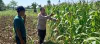 Bhabinkamtibmas Wonomerto Turun ke Lahan Jagung, Pastikan Tanaman Tumbuh Optimal Bhabinkamtibmas Wonomerto Turun ke Lahan Jagung, Pastikan Tanaman Tumbuh Optimal