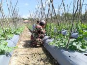 Dorong Ketahanan Pangan, Babinsa Koramil Haruai–Upau–Bintang Ara Bantu Pengembangan Budidaya Melon