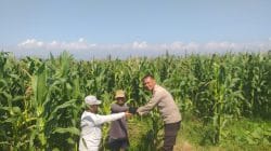 Polisi Sambangi Lahan Jagung di Wonoasih, Siap Dampingi Petani Hadapi Kendala di Lapangan