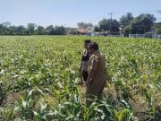 Polisi Dampingi Lahan Jagung Milik Ponpes di Tongas, Perkuat Program Ketahanan Pangan Nasional