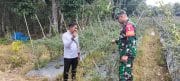 Babinsa Koramil 1008-06/Banua Lawas Terjun Langsung Dampingi Petani dan Pekebun Desa Hapalah