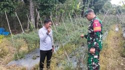 Babinsa Koramil 1008-06/Banua Lawas Terjun Langsung Dampingi Petani dan Pekebun Desa Hapalah