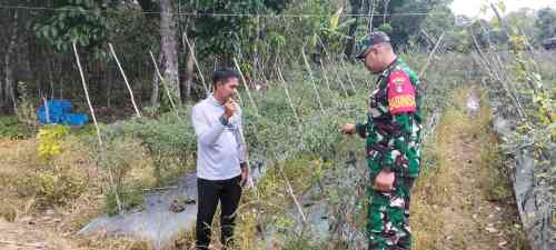 Babinsa Koramil 1008-06/Banua Lawas Terjun Langsung Dampingi Petani dan Pekebun Desa Hapalah
