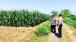 Polisi Dampingi Petani Jagung di Sumberasih, Lahan 1,3 Hektare Diproyeksikan Panen Agustus 2026 Polisi Dampingi Petani Jagung di Sumberasih, Lahan 1,3 Hektare Diproyeksikan Panen Agustus 2026