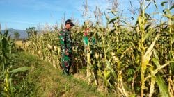 Koramil Wonomerto Lakukan Pendampingan Dan Pengawasan Tanaman Jagung