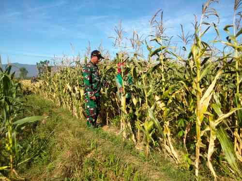 Koramil Wonomerto Lakukan Pendampingan Dan Pengawasan Tanaman Jagung