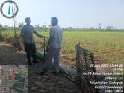 Panen Ditarget 1,5 Ton, Polisi Kawal Perkembangan Jagung Kelompok Tani Pakis Jaya