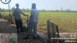 Panen Ditarget 1,5 Ton, Polisi Kawal Perkembangan Jagung Kelompok Tani Pakis Jaya