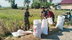 Panen Mentimun Bersama Babinsa, Petani Desa Taras Padang Semakin Termotivasi
