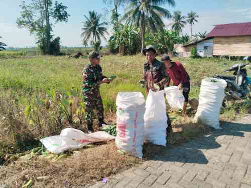 Panen Mentimun Bersama Babinsa, Petani Desa Taras Padang Semakin Termotivasi Panen Mentimun Bersama Babinsa, Petani Desa Taras Padang Semakin Termotivasi