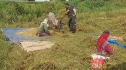 Perkuat Ketahanan Pangan Wilayah, Koramil Kanigaran Dampingi Warga Panen Padi Perkuat Ketahanan Pangan Wilayah, Koramil Kanigaran Dampingi Warga Panen Padi