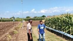 Polsek Sumberasih Monitoring Lahan Jagung 21,5 Hektare di Desa Pesisir, Dukung Ketahanan Pangan Nasional Polsek Sumberasih Monitoring Lahan Jagung 21,5 Hektare di Desa Pesisir, Dukung Ketahanan Pangan Nasional