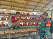 Babinsa Dampingi BUMDes Tunas Jaya, Dorong Pengembangan Peternakan Ayam Petelur di Desa Usih