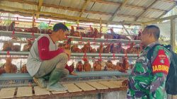 Babinsa Dampingi BUMDes Tunas Jaya, Dorong Pengembangan Peternakan Ayam Petelur di Desa Usih