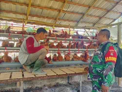 Babinsa Dampingi BUMDes Tunas Jaya, Dorong Pengembangan Peternakan Ayam Petelur di Desa Usih