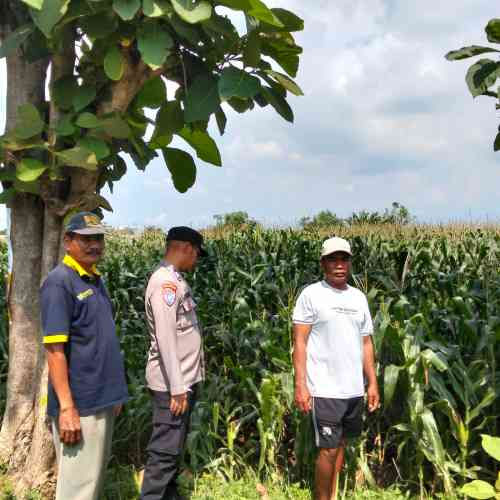 Polsek Sumberasih Dampingi Petani Jagung di Muneng, Siap Bantu Atasi Kendala Pertanian