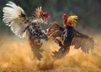Arena Sabung Ayam di Ngronggot Beroperasi Terbuka, Publik Tuntut Kapolda Jatim Turun Tangan Arena Sabung Ayam di Ngronggot Beroperasi Terbuka, Publik Tuntut Kapolda Jatim Turun Tangan