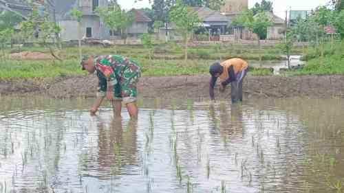 Jaga Kualitas Padi, Koptu Eka Hendarwanto Bantu Petani Bersihkan Hama Keong Dan Gulma Sawah Jaga Kualitas Padi, Koptu Eka Hendarwanto Bantu Petani Bersihkan Hama Keong Dan Gulma Sawah