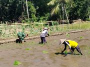 Sinergi Hanpangan, Babinsa Kotes Kopda Ari Wibowo Dampingi Petani Menanam Padi