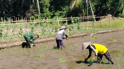 Sinergi Hanpangan, Babinsa Kotes Kopda Ari Wibowo Dampingi Petani Menanam Padi Sinergi Hanpangan, Babinsa Kotes Kopda Ari Wibowo Dampingi Petani Menanam Padi