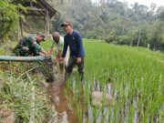 Antisipasi Kekeringan, Babinsa Sidomulyo Sertu Krida Dwi Bantu Pengairan Sawah Gunakan Pompa Air