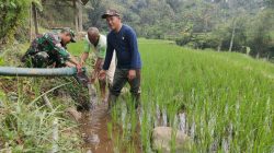 Antisipasi Kekeringan, Babinsa Sidomulyo Sertu Krida Dwi Bantu Pengairan Sawah Gunakan Pompa Air