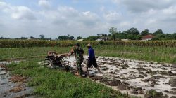 Perrcepat Masa Tanam, Babinsa Sumberingin Kopda Nizar Dampingi Petani Membajak Sawah