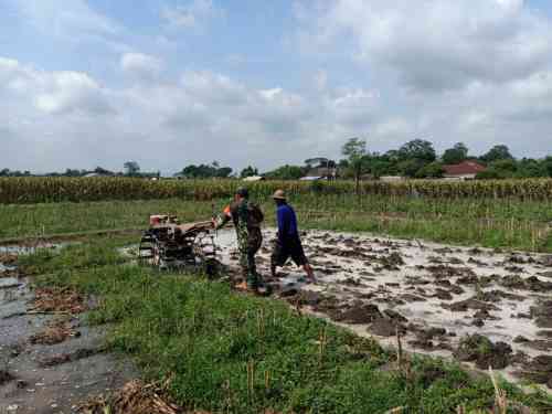 Perrcepat Masa Tanam, Babinsa Sumberingin Kopda Nizar Dampingi Petani Membajak Sawah Perrcepat Masa Tanam, Babinsa Sumberingin Kopda Nizar Dampingi Petani Membajak Sawah