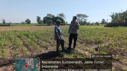 Polsek Sumberasih Dampingi Petani Jagung, Perkuat Ketahanan Pangan di Probolinggo Polsek Sumberasih Dampingi Petani Jagung, Perkuat Ketahanan Pangan di Probolinggo