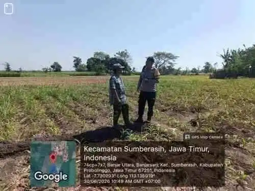 Polsek Sumberasih Dampingi Petani Jagung, Perkuat Ketahanan Pangan di Probolinggo