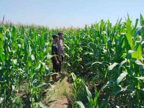 Polsek Tongas Dampingi Ponpes Kembangkan Lahan Jagung, Dukung Ketahanan Pangan Nasional