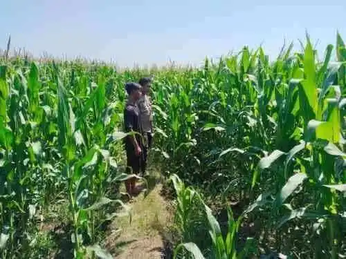 Polsek Tongas Dampingi Ponpes Kembangkan Lahan Jagung, Dukung Ketahanan Pangan Nasional