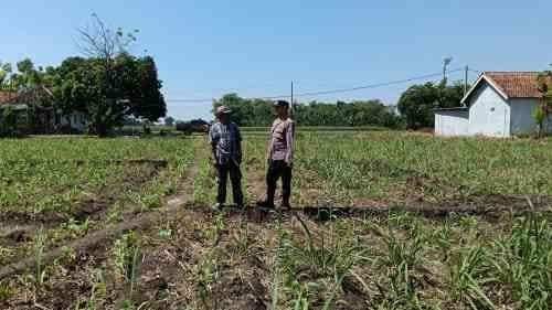 Polsek Sumberasih Dampingi Petani Rawat Lahan Jagung 9 Hektare, Perkuat Ketahanan Pangan Nasional