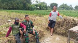 Koramil Tegalsiwalan Lakukan Pendampingan Dalam Proses Panen Padi Di Wilayah Binaan Koramil Tegalsiwalan Lakukan Pendampingan Dalam Proses Panen Padi Di Wilayah Binaan