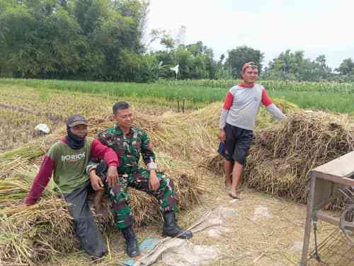 Koramil Tegalsiwalan Lakukan Pendampingan Dalam Proses Panen Padi Di Wilayah Binaan Koramil Tegalsiwalan Lakukan Pendampingan Dalam Proses Panen Padi Di Wilayah Binaan