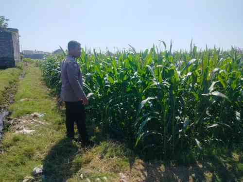 Polsubsektor Kanigaran Dampingi Petani Jagung, Perkuat Ketahanan Pangan dan Jaga Kamtibmas Polsubsektor Kanigaran Dampingi Petani Jagung, Perkuat Ketahanan Pangan dan Jaga Kamtibmas