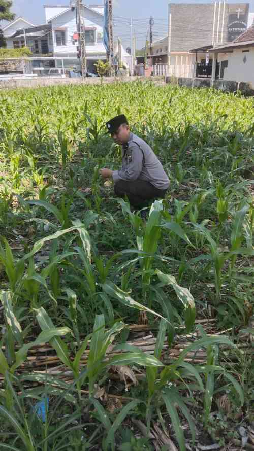 Polsek Jatiroto Intensif Pantau Lahan Jagung, Perkuat Program Ketahanan Pangan Nasional