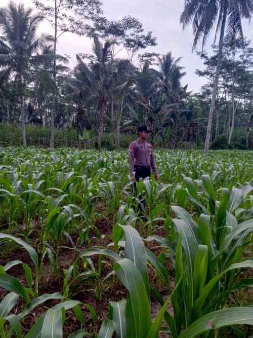 Wujudkan Swasembada Pangan, Polsek Klakah Kawal Program Asta Cita Presiden Wujudkan Swasembada Pangan, Polsek Klakah Kawal Program Asta Cita Presiden
