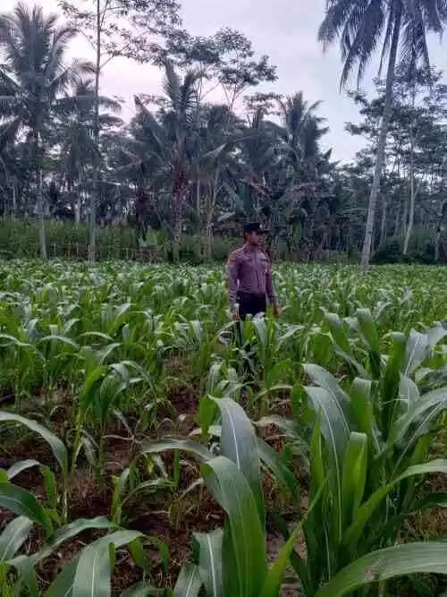 Wujudkan Swasembada Pangan, Polsek Klakah Kawal Program Asta Cita Presiden