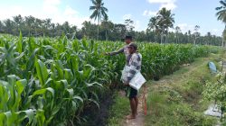 Dukung Asta Cita Presiden, Kapolsek Candipuro Tinjau Pertumbuhan Jagung Advanta di Sumberrejo Dukung Asta Cita Presiden, Kapolsek Candipuro Tinjau Pertumbuhan Jagung Advanta di Sumberrejo