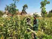 Koramil Wonomerto Dampingi Perawatan Jagung, Perkuat Ketahanan Pangan Nasional