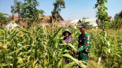 Koramil Wonomerto Dampingi Perawatan Jagung, Perkuat Ketahanan Pangan Nasional